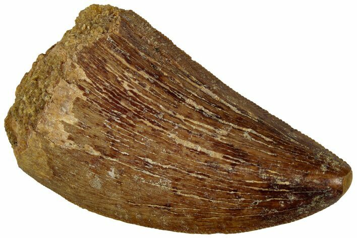 Carcharodontosaurus Tooth - Real Dinosaur Tooth #311053